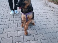 Alman kurdu