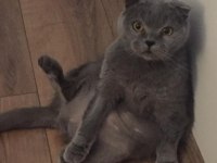 2 yaşında eğitimli tatlımı tatlı kızım scottish fold