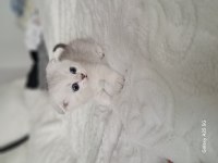 Scottish fold yavrumuz yeni yuvaya gitmeye hazır