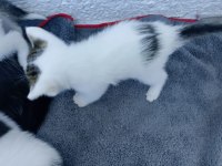Birbirinden güzel ve yakışıklı tekirler