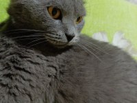 Sahiplendirilecek british shorthair kedimiz
