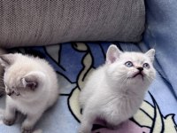 British Shorthair Colorpoint