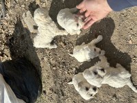 Maltese Terrier Sıfır Boy