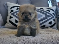 Erkek güzelleri pomeranian