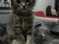 Russian Blue ve Sibirya Orman Kedisi Yavruları