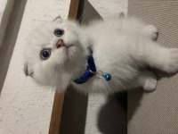 Scottish fold aşıları tam