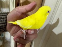 30 GÜNLÜK LUTİNO BEBEK MUHABBET KUŞU