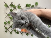 3 aylık dişi british shorthair