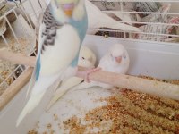 Yavru muhabbet kuşu erkek