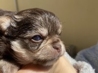 Mavi Gözlü Safkan Elma Kafa Chihuahua