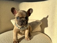 50 günlük blue sable erkek french bulldog