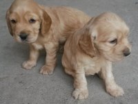 Cocker yavru köpekler