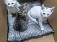 4 Minik Kedilere Yuva Arıyoruz