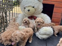 Maltipoo köpeklerimiz