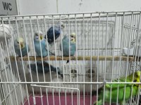 Muhabbet kuşu Yavru
