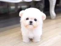 Safkan pomeranian boo köpekler