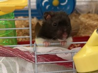 Gonzales / Suriye Hamster