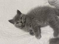 GRİ British Shorthair