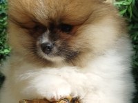 Mini Teddy Face Pomeranian Dişi Yavrular