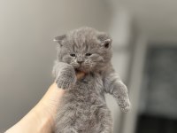 Kaliteli british shorthair bebekler