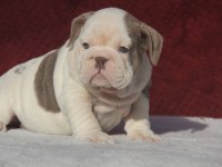 ÇİKOLATA İNGİLİZ BULLDOG YAVRULAR