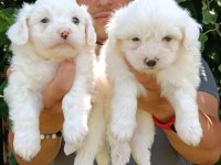 SAFKAN MALTESE TERRİER YAVRULAR