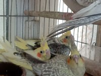 Ele Alışık Pied Grey Lutino Sultan Yavrular Yeme Düştü