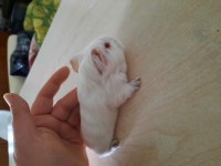 Beyaz sheltie ginepig yavrularımız