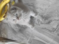 Scottish fold sıfir kulak