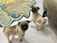 Sıfır burun A kalite pug bebekler