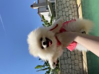 10 aylık dişi pomeranian