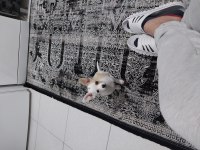 4 aylık güzel chihuahua prensesimiz yeni sahibini arıyor