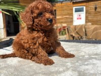 Red Toy Poodle Yavrular
