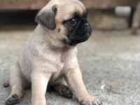 Mops erkek dişi uygun pug