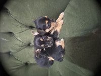 41 günlük dişi pinscher yavrular