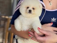 Show Kalite Erkek Pomeranian Boo