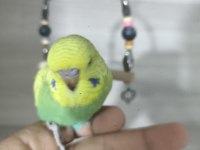 Bebek Muhabbet kuşları