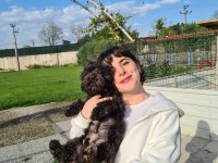 SİYAH (BLACK) POODLE YAVRULARIMIZ
