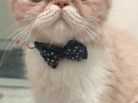 Exotic shorthair 6 aylık