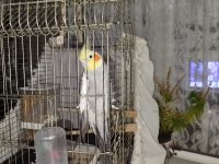 1 buçuk yaşında erkek sultan papağanı