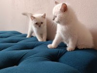 Anne baba secereli bluepoint mavi göz safkan yavrular