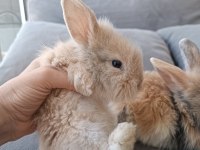 Yavru lop tavsanlar