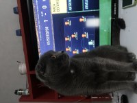 7 aylık scottish fold
