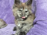 Maine Coon dişi smoke Tortie renk