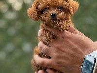 Safkan Teacup Kore Poodle Wc Eğitimli Miniboy