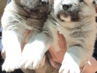 SAFKAN KANGAL YAVRULAR
