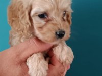 Maltipoo dişi erkek