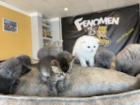 Orjinal scottish fold yavrular renk renk ankara