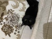 British Tekir kırması erkek kedi