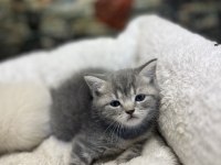 British Shorthair Güzellikleri @petclubadanaa